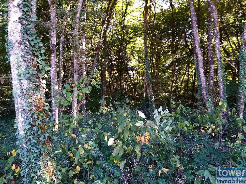 Terrain constructible et boisé sur la commune de Pranzac en Charente