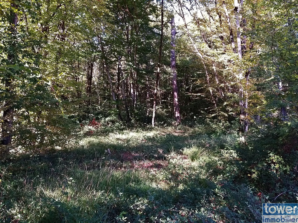 Bois situé au fond du terrain à bâtir sur la commune de Pranzac