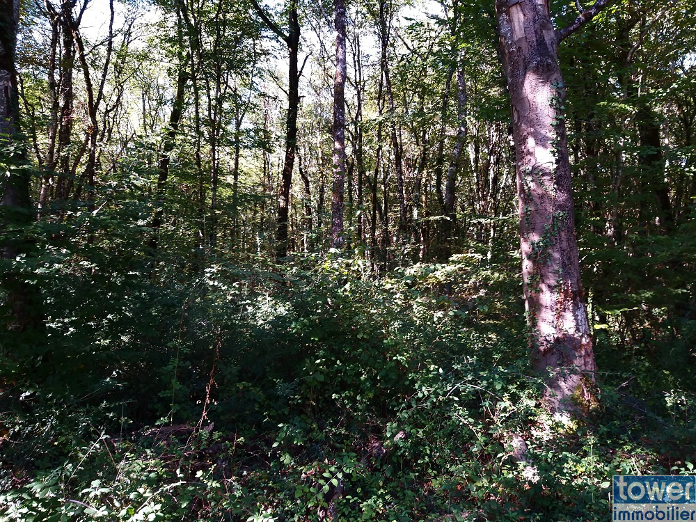 Partie boisée du terrain constructible de 659 m2 à Pranzac