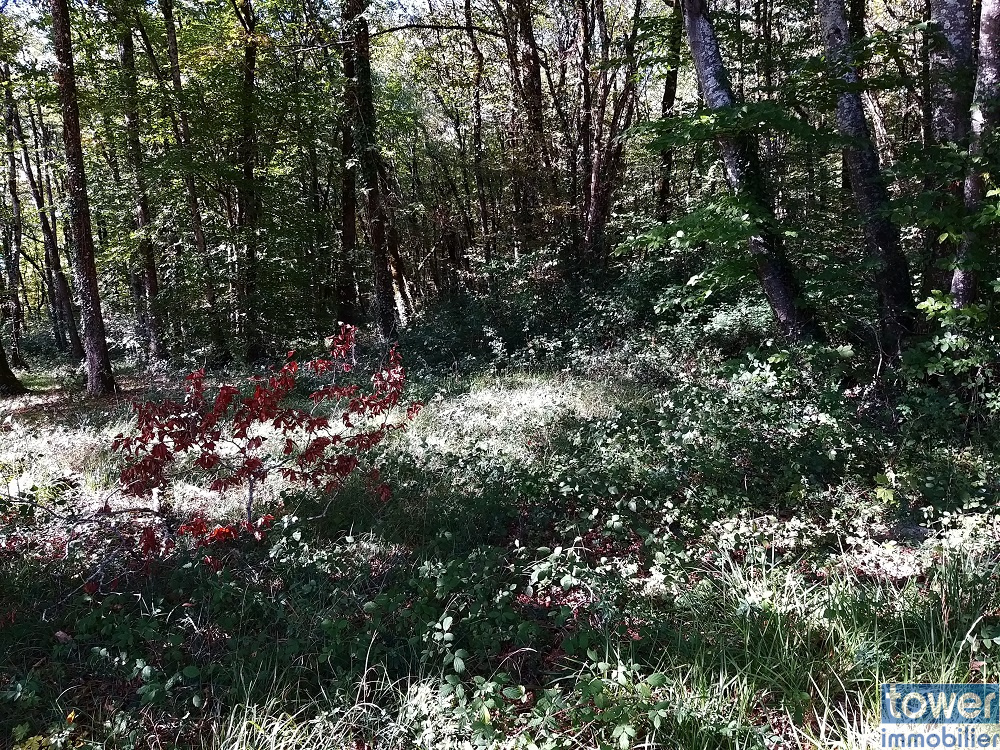 Terrain à construire à Pranzac - Partie boisée à conserver