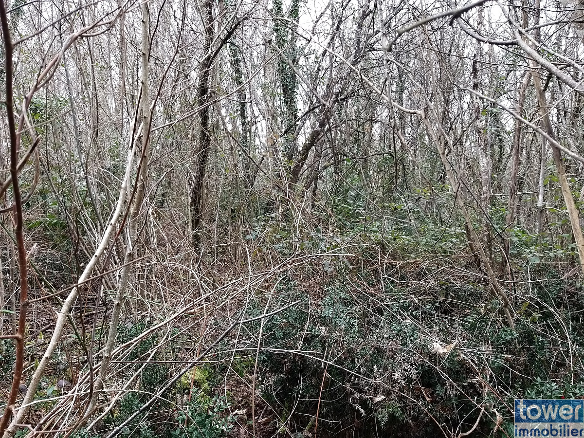 Terrain constructible de 2640 m2 à Sers - Partie boisée
